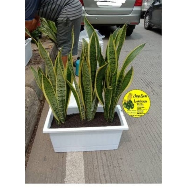 Sansivera Lidah Mertua Pot Panjang Request kombinasi