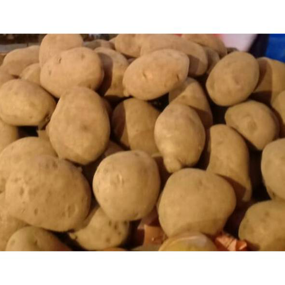 

Terlaku. Kentang dieng /500 gram