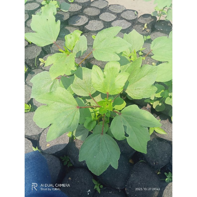 

bibit bunga Rosella merah, (BELI 5 GRATIS 1), bibit Rosella, bibit Rosella siap tanam