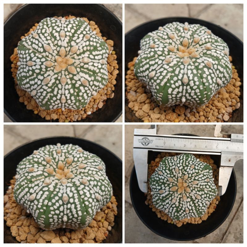 kaktus astrophytum super kabuto starshape