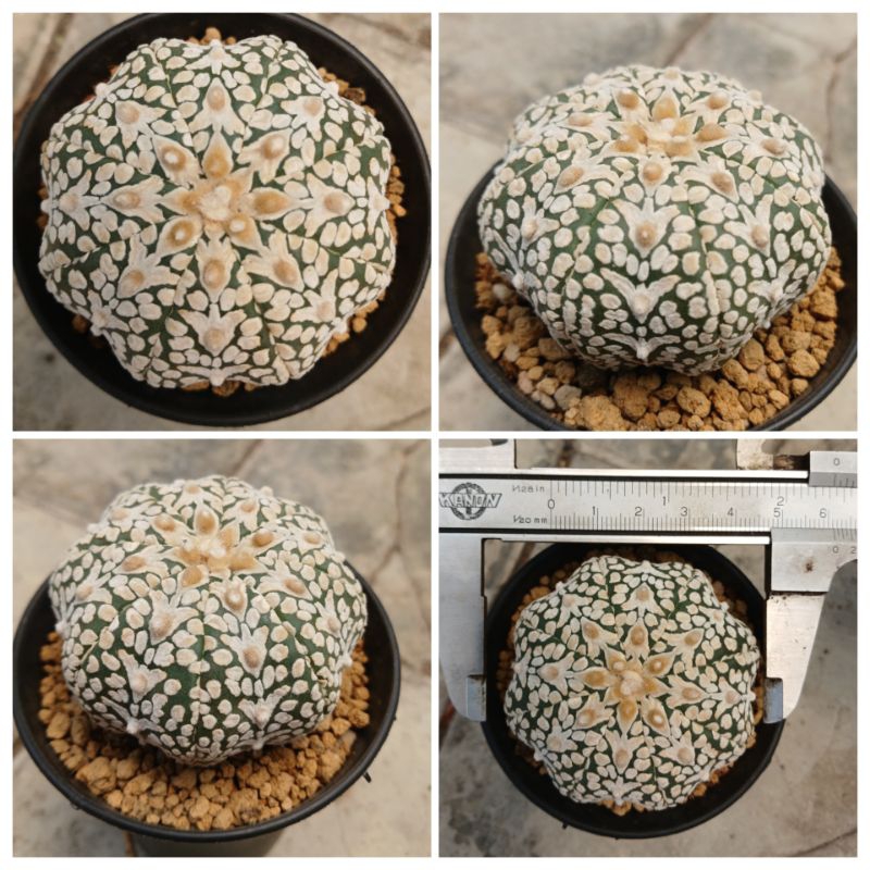 Kaktus astrophytum v type