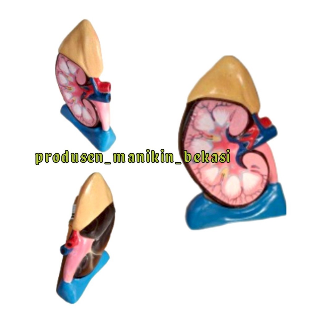 PHANTOM MODEL GINJAL/ALAT PERAGA MODEL GINJAL/PHANTOM GINJAL MANUSIA
