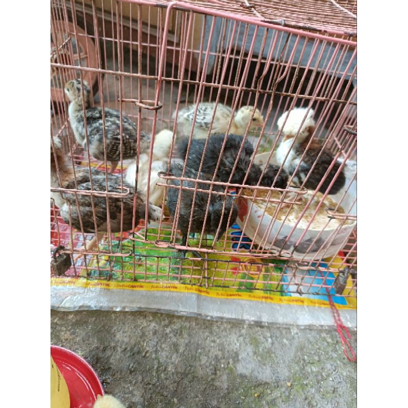 Anak Ayam Poland ORI Jambul / Ayam POLAND