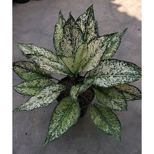 AGLONEMA SIAM PARAGON