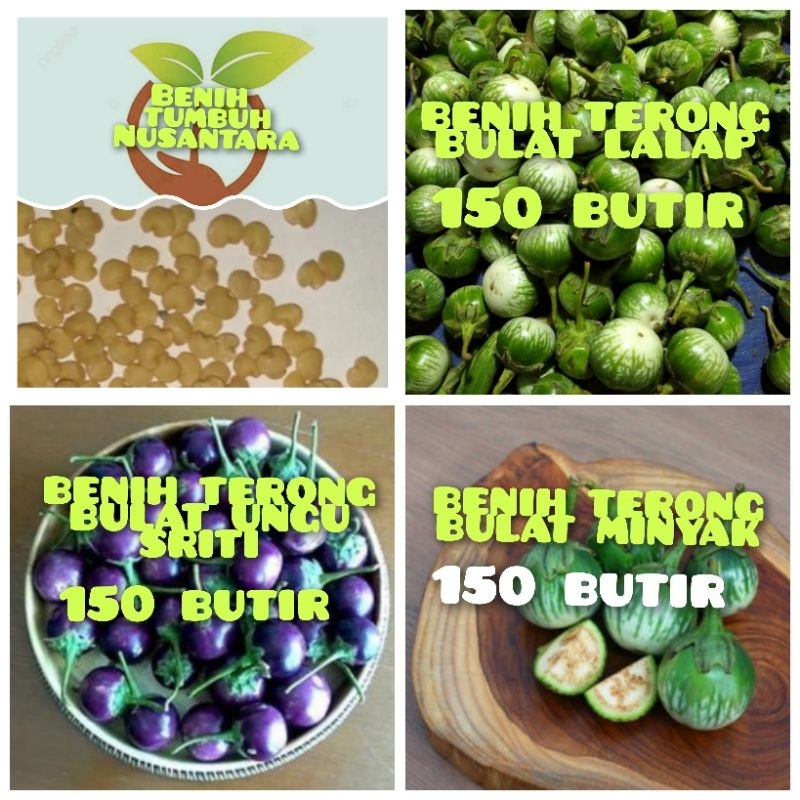 BENIH TERONG BULAT HIJAU MINYAK,TERONG BULAT UNGU SRITI,TERONG BULAT LALAP