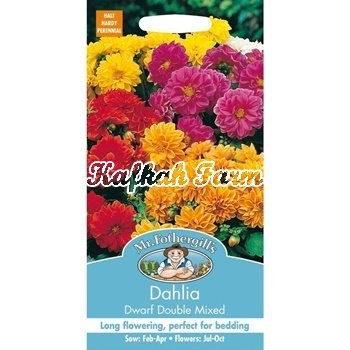 Benih 3 Biji Bunga DAHLIA Dwarf Double Mixed