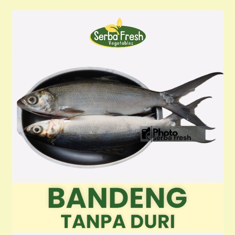 

BANDENG | SEDANG & BESAR | SERBA FRESH