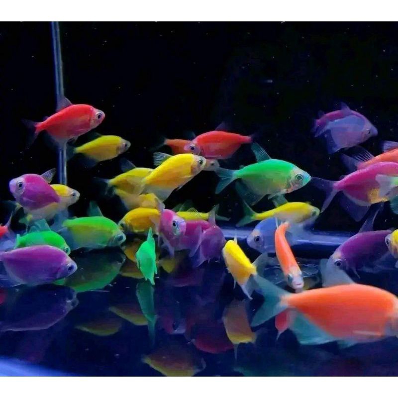 Glofish