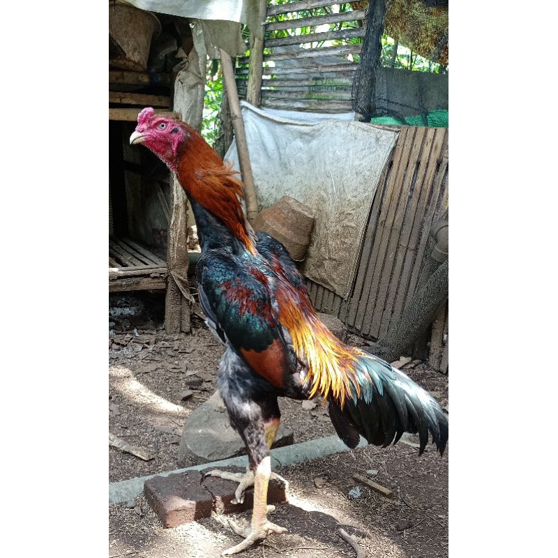 anak ayam Samo Japan