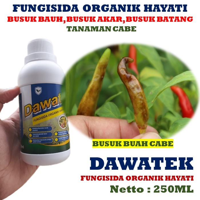 AMPUH Obat Semprot Buah Cabe Busuk Fungisida Organik Busuk Buah Cabai Paling Manjur DAWATEK 250ML