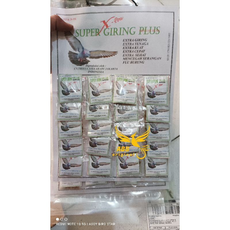 super giring burung merpati burung dara