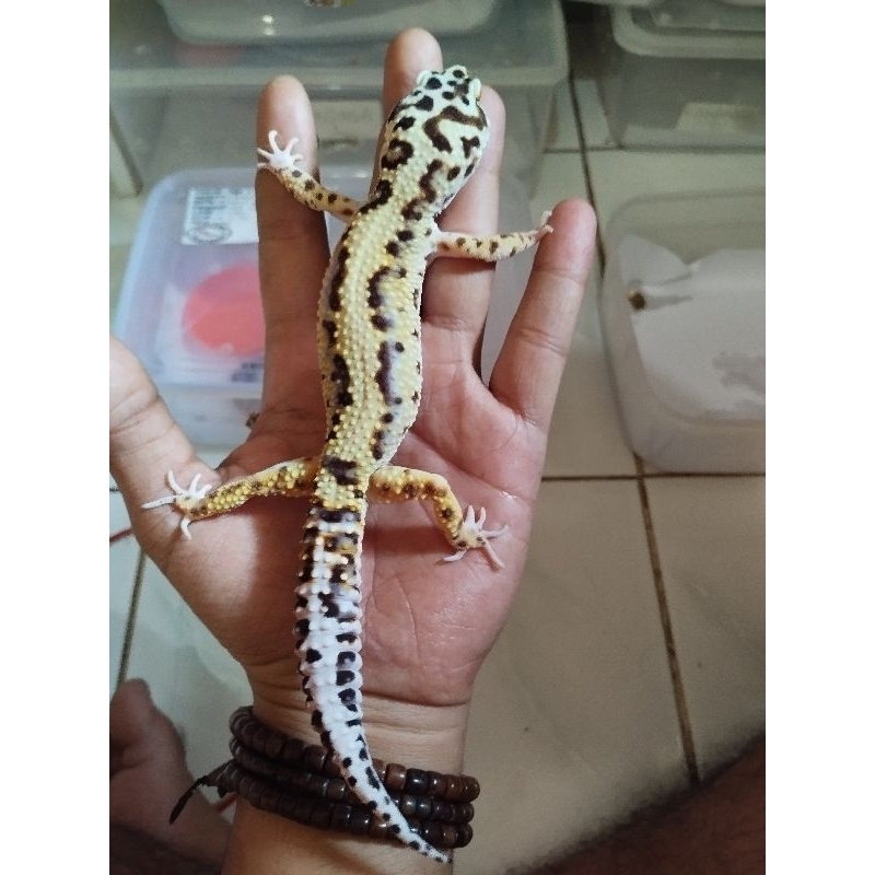 mainan GECKO anak HIDUP TREMPER