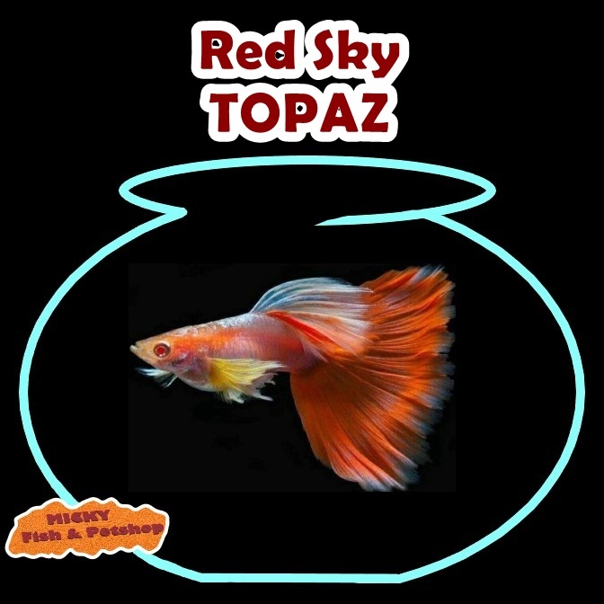Guppy Albino Red Sky Grade Indukan Jantan