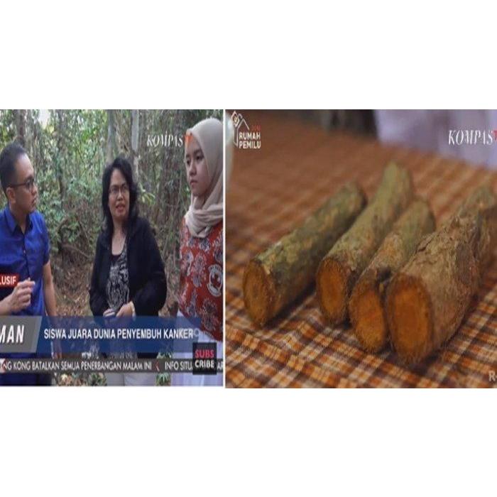 

Teh kayu bajakah asli kalimantan Premium akar bajakah teh bajakah asli kalimantan original untuk