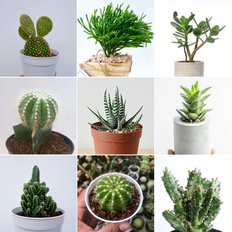 Kaktus Mini Asli Tanaman Indoor