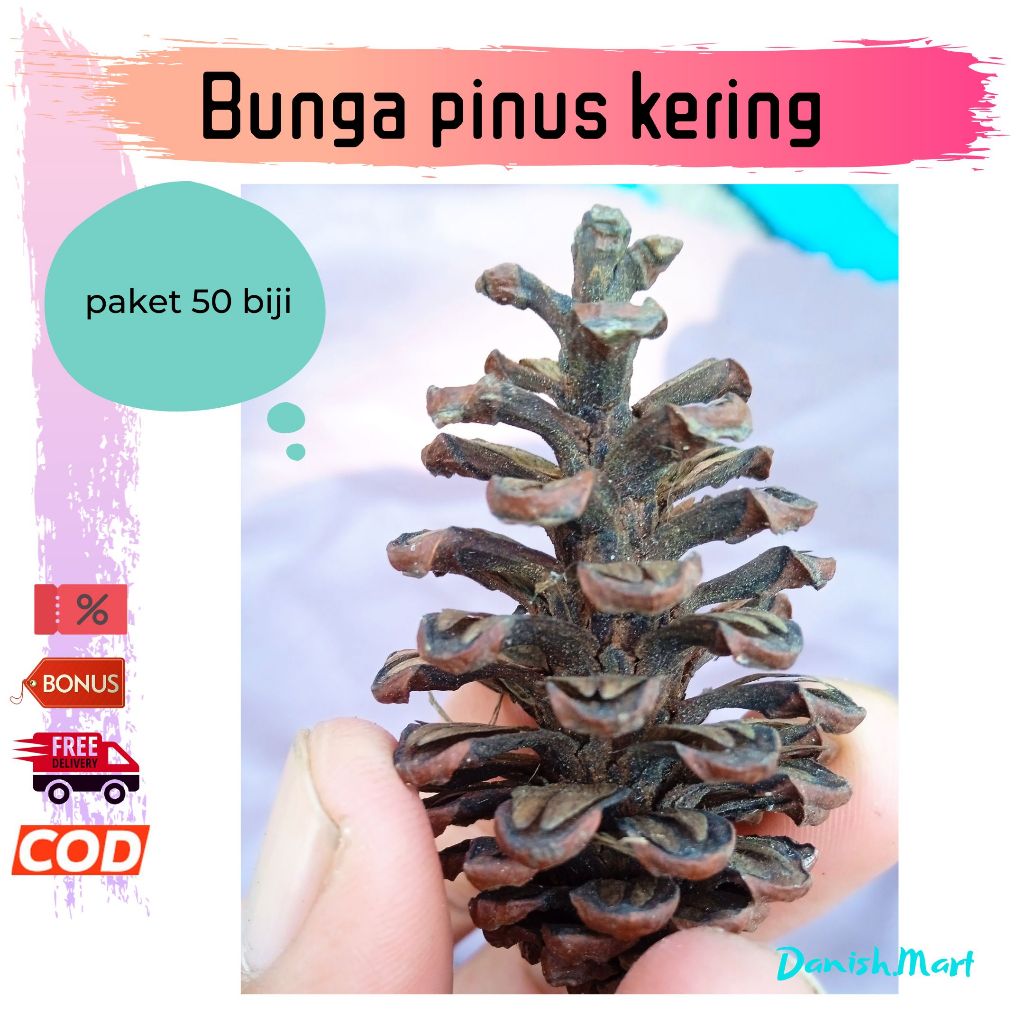 Bunga Pinus natal Kering kecil mini jumbo 50 biji