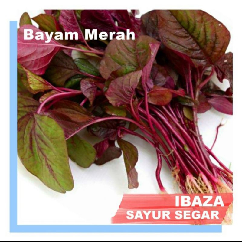 

Sayur Bayam Merah Sayuran Segar IBAZA fruitsBOX