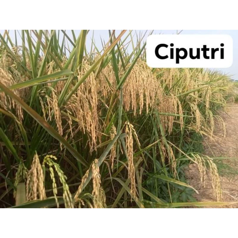 benih padi ciputri 5kg