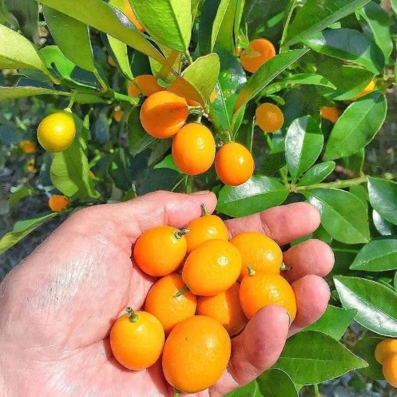 BIBIT JERUK NAGAMI BERBUAH SUPER  LEBAT