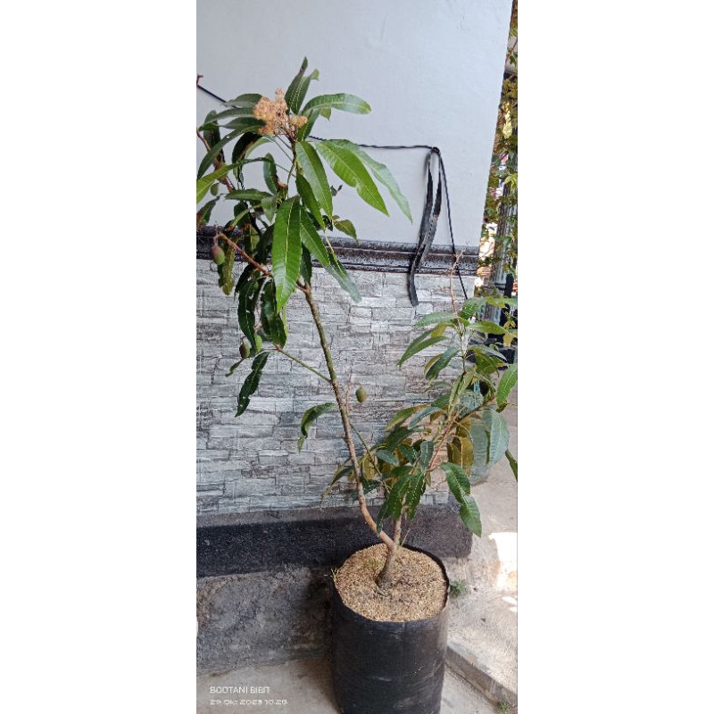 Mangga Irwin kondisi berbuah/berbunga