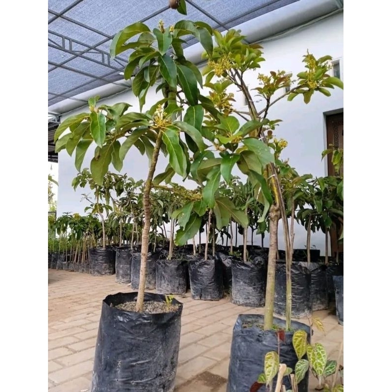 bibit alpukat kondisi sudah berbunga (miki dan aligator) full media