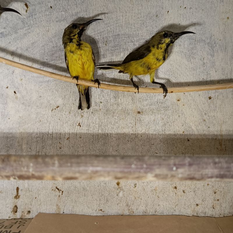 BURUNG SOGON TROTOLAN JANTAN