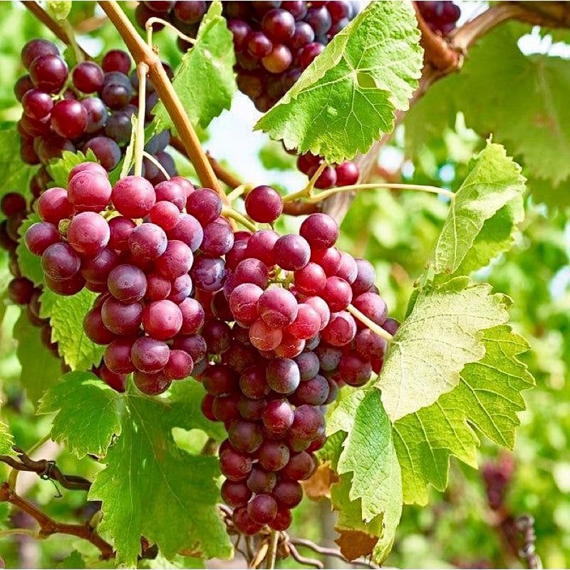 

Buah red globe 1KG / 500GR