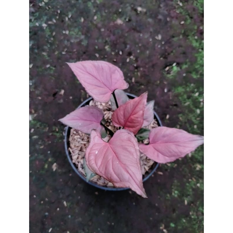 Syngonium pink perfection