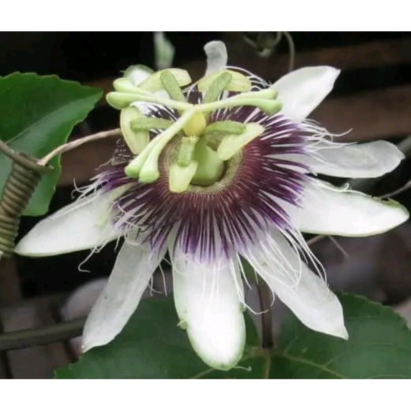 vegetasi lebah madu bibit bunga markisa madu