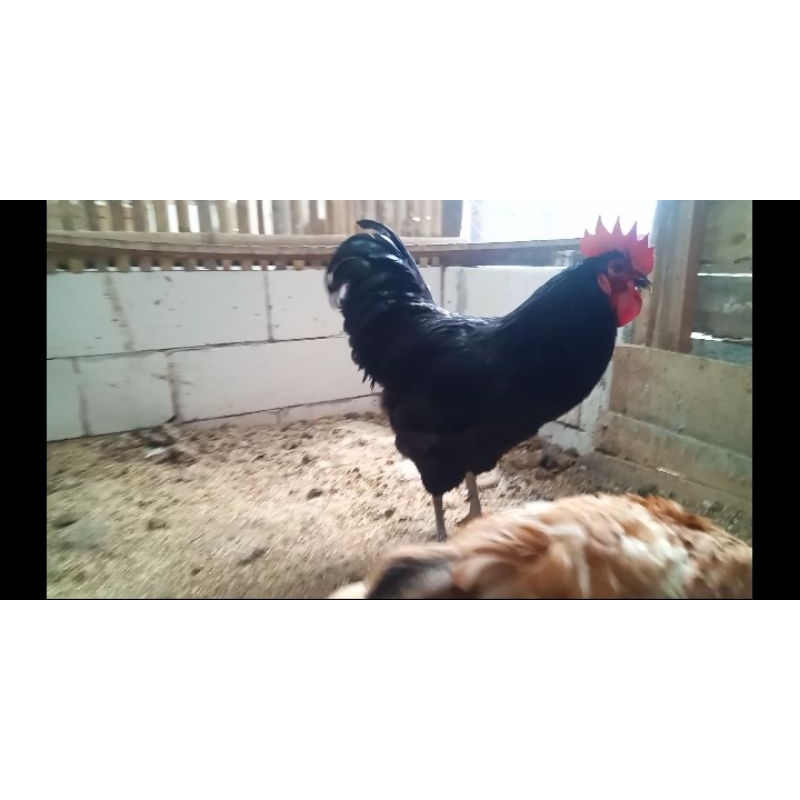 PAKET TELUR TETAS BLACK AUSTRALORP