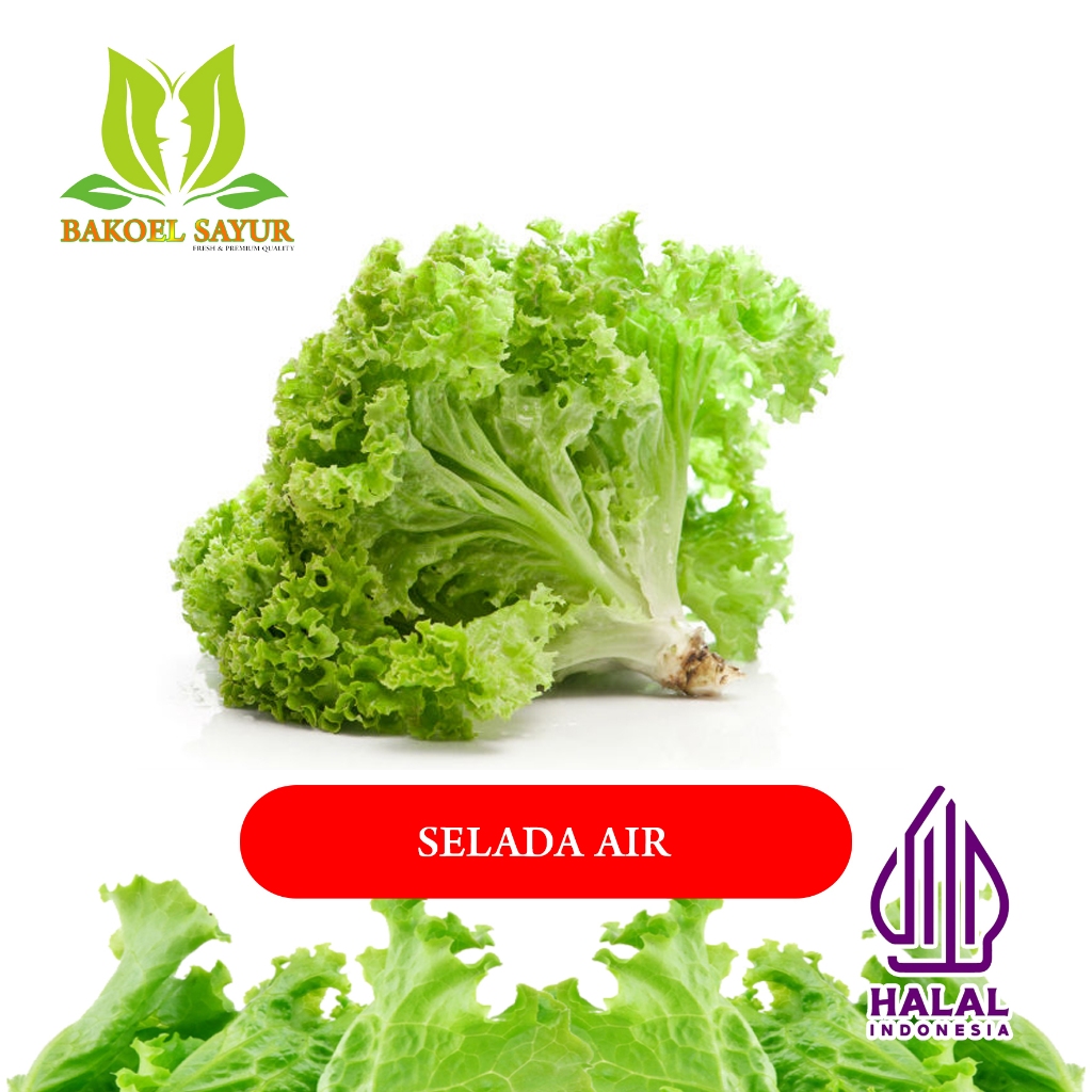 

SELADA KERITING FRESH PER 100 gr