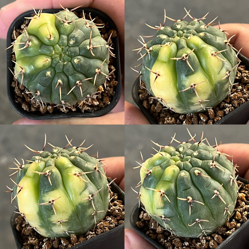 Kaktus Gymno Ochoterenae Variegata (Rare item)