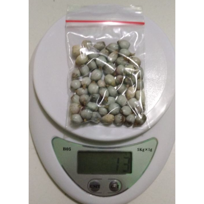 

➵➭✬ Biji jali jali 1 bungkus isi 50 biji