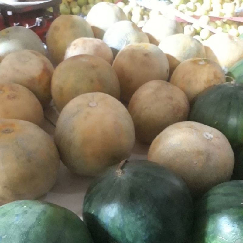 

melon ukuran sedang jual satuan tidak di timbang