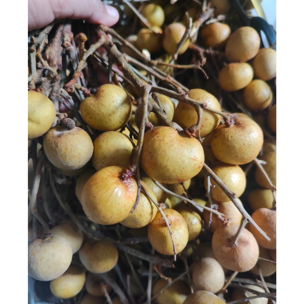 

Kelengkeng Stiker Gold Besar/Jumbo