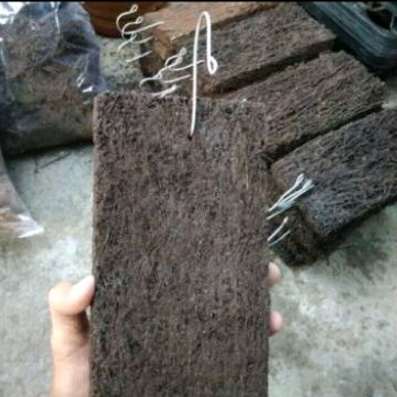 Media Pakis Papan Anggrek Media Akar pakis gantung M