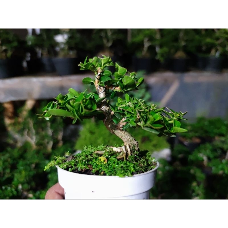 Bonsai Siap Pajang Paket 2pcs bonsai Sancang dan Serissa Japonica Micro ORIGINAL