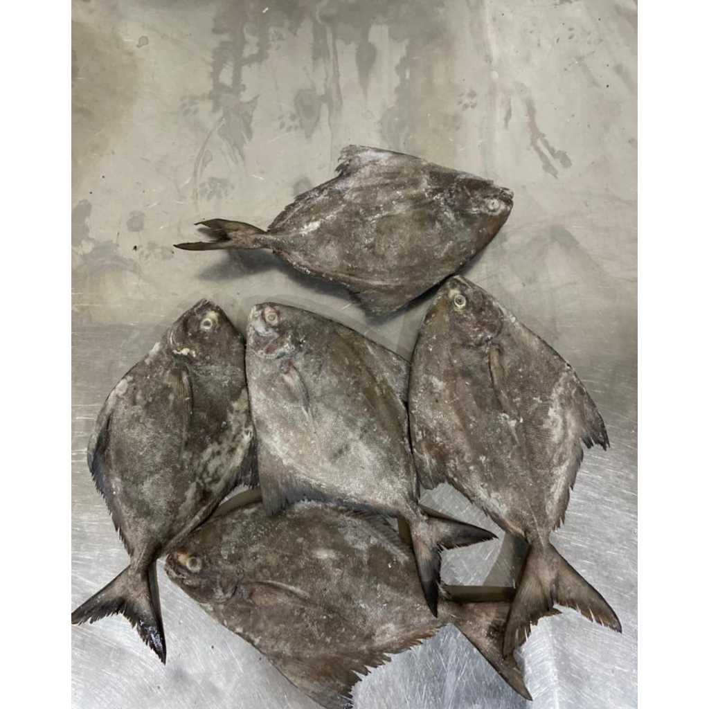 

IKAN BAWAL HITAM BEKU FRESH