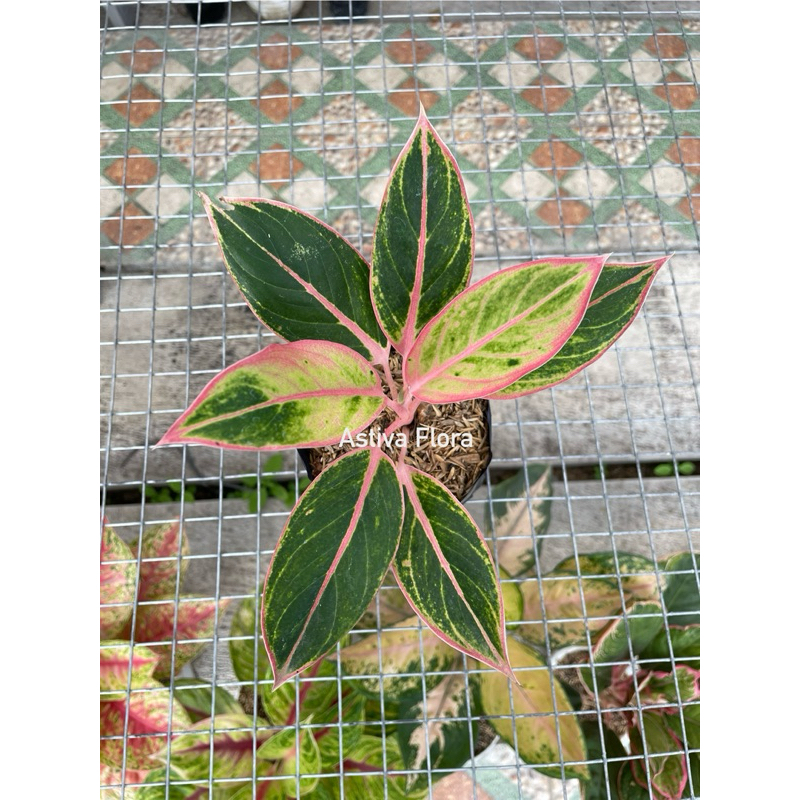 Aglonema Lipstick Tiger Aglaonema Lipstik Tiger