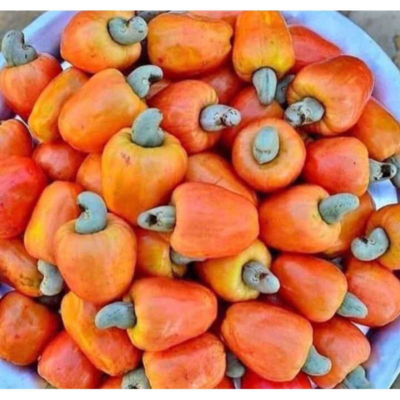 

Jambu mente buah jambu monyet fresh 1 kg