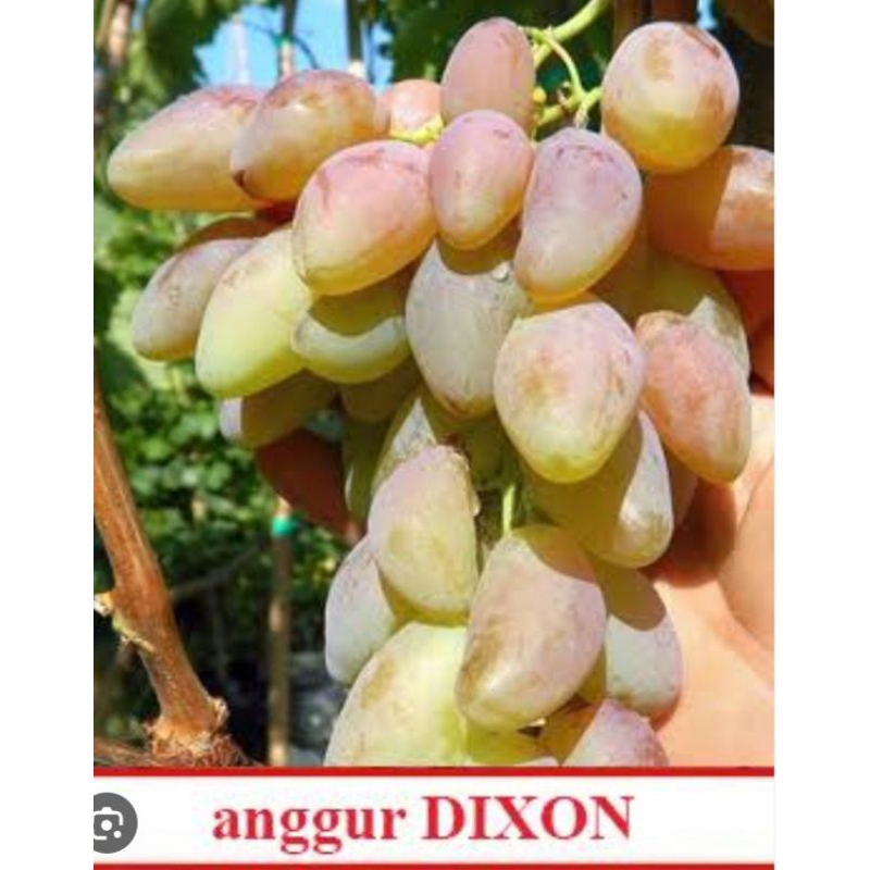 Bibit Anggur Dixon Rs Kober 5bb