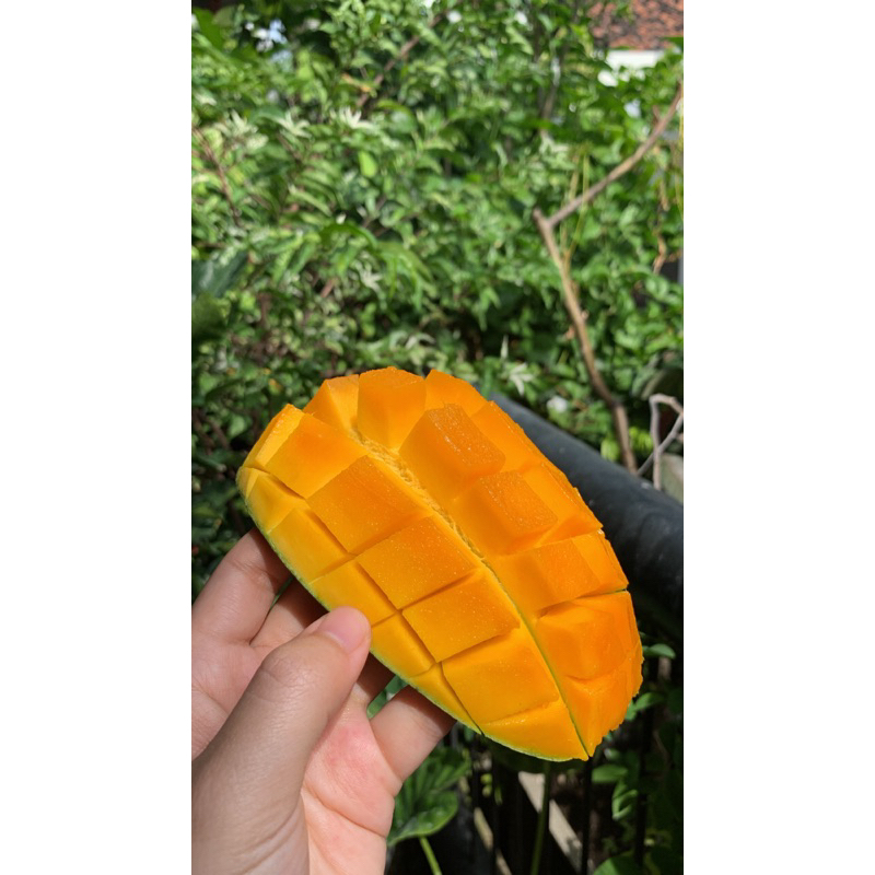 

PROMO Mangga Harumanis Masak Pohon - DIJAMIN PASTI MANIS‼️