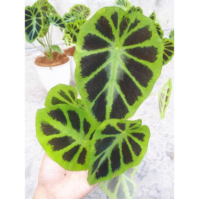 Bibit Tanaman Colocasia Illustris