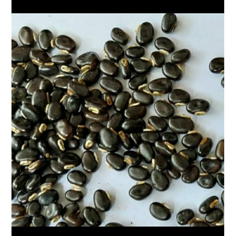 Benih Cover Crop Mucuna bracteata (MB)
