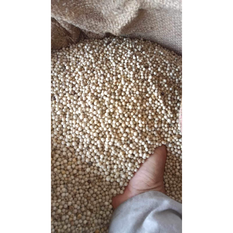 

LADA PUTIH BUTIR KECIL / MERICA PUTIH PREMIUM 1 KG
