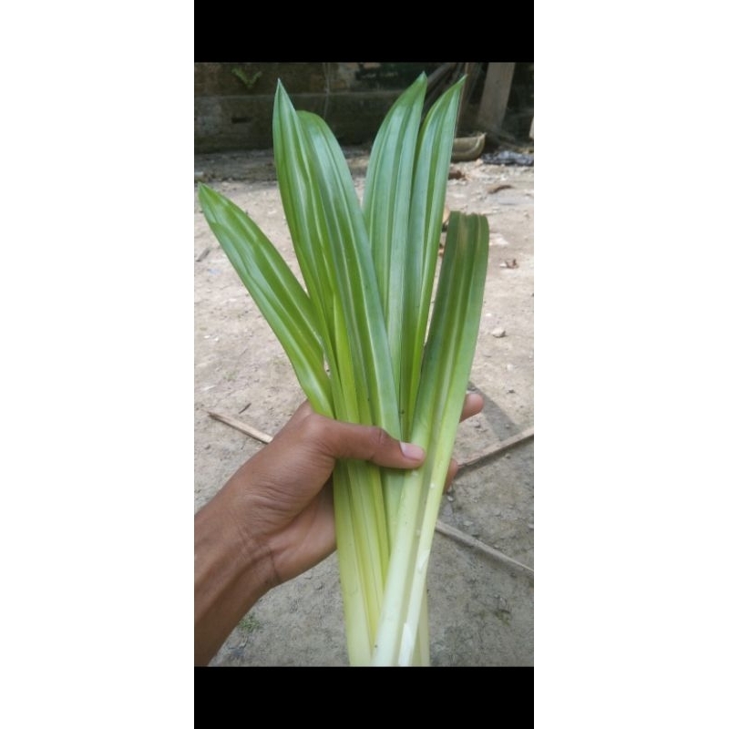 

daun pandan