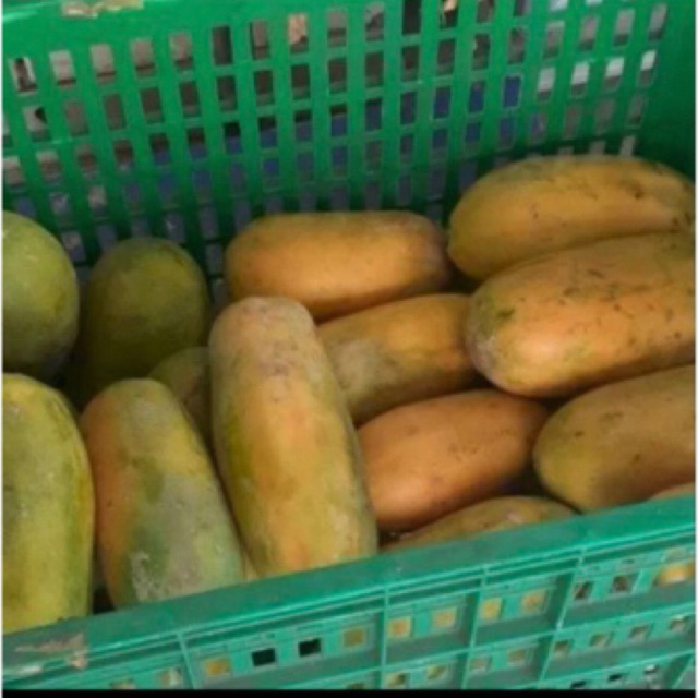 

pepaya calivornia Rp 30.000