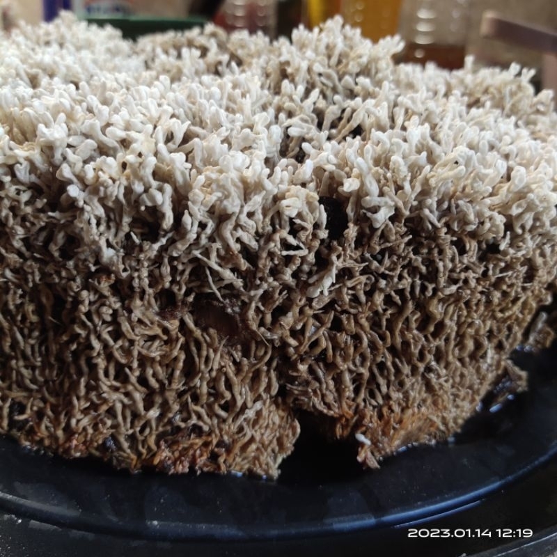 

SPORA | BIANG JAMUR JAKABA 250ml PUPUK ORGANIK