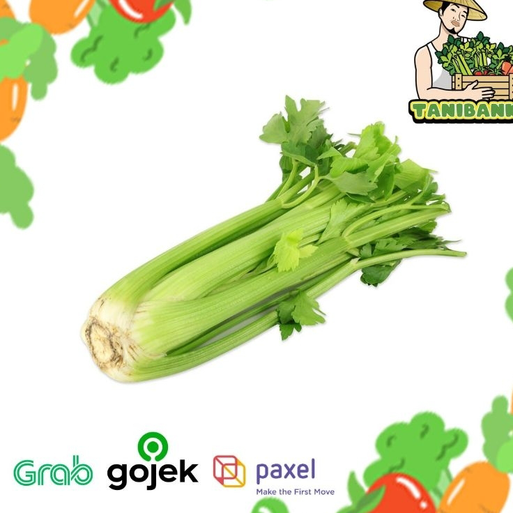 

HLKC3772 HARGA 1KG Celery Stick import / Seledri Stik import,kualitas PREMIUM dan FRESH.