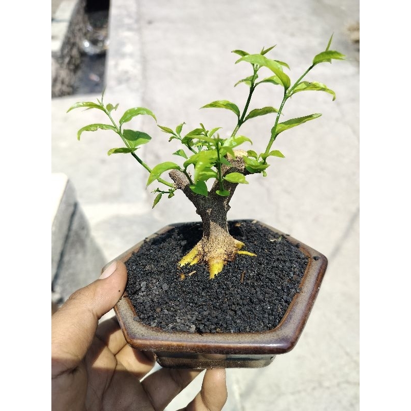 bonsai anput mini